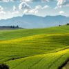 canola-fields-1911392_1920