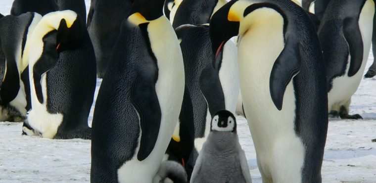 Antarctica